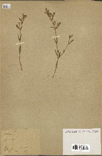 spécimen de Silene villosa
