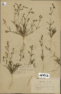 spécimen de Silene villosa