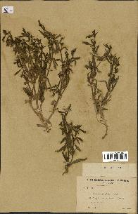 spécimen de Silene villosa