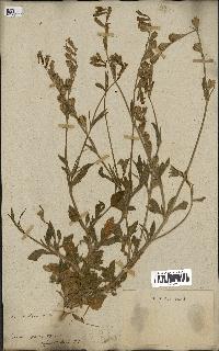 spécimen de Silene secundiflora