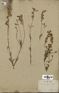 spécimen de Silene secundiflora