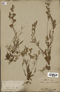 spécimen de Silene secundiflora