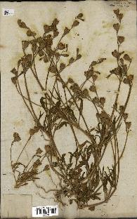 spécimen de Silene secundiflora