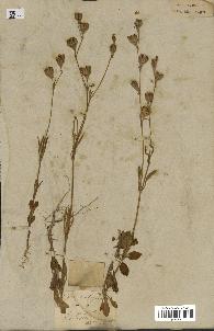 spécimen de Silene secundiflora