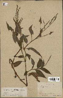 spécimen de Polygonum sp.