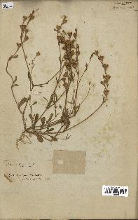 spécimen de Silene colorata