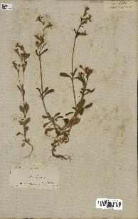 spécimen de Silene colorata