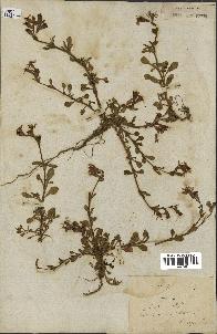 spécimen de Silene colorata