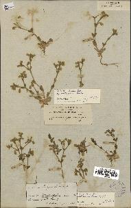 spécimen de Cerastium brachypetalum