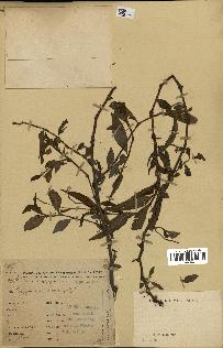 spécimen de Polygonum punctatum