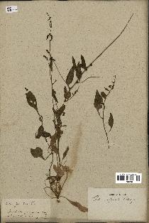 spécimen de Beta vulgaris