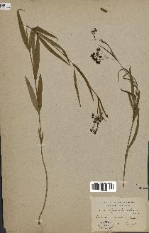 spécimen de Cynanchum paniculatum