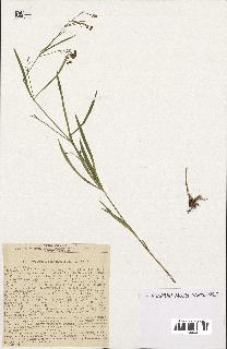 spécimen de Cynanchum paniculatum