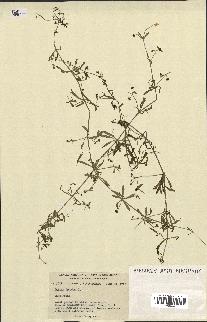 spécimen de Galium aparine