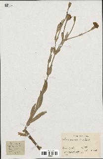 spécimen de Silene coronaria