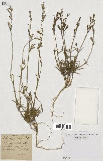 spécimen de Silene nicaeensis