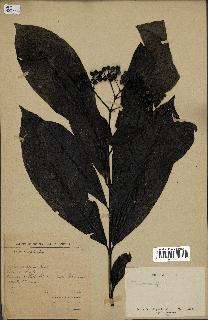 spécimen de Tarenna sp.