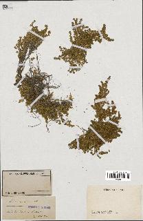 spécimen de Herniaria alpina