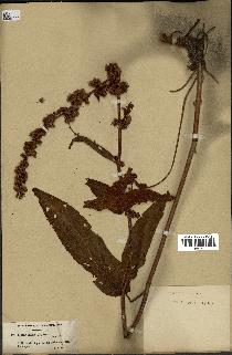 spécimen de Rumex nepalensis