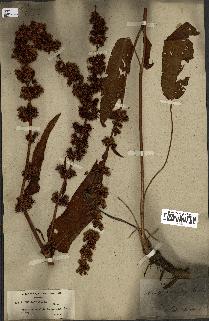 spécimen de Rumex nepalensis