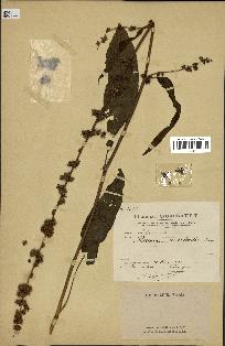 spécimen de Rumex nepalensis