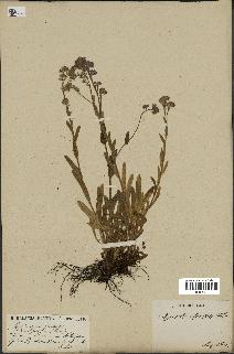 spécimen de Myosotis alpestris