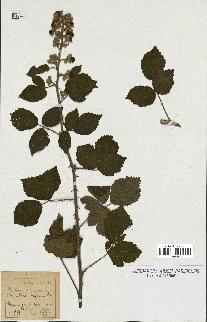 spécimen de Rubus bifrons