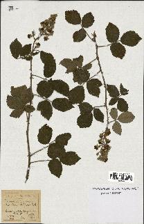 spécimen de Rubus bifrons