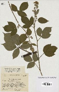 spécimen de Rubus thyrsoideus