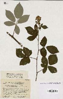 spécimen de Rubus ulmifolius x tomentosus