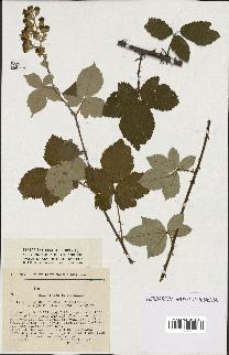 spécimen de Rubus ulmifolius x tomentosus