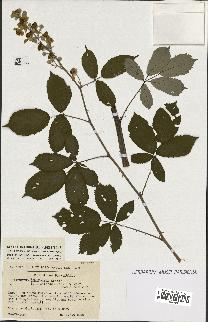 spécimen de Rubus ulmifolius x tomentosus