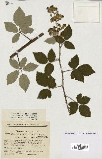 spécimen de Rubus ulmifolius x tomentosus