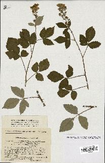 spécimen de Rubus ulmifolius x tomentosus