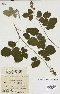 spécimen de Rubus ulmifolius x tomentosus