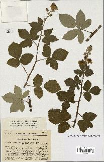 spécimen de Rubus ulmifolius x tomentosus