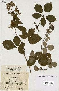 spécimen de Rubus godronii