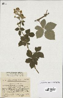 spécimen de Rubus tomentosus x ulmifolius