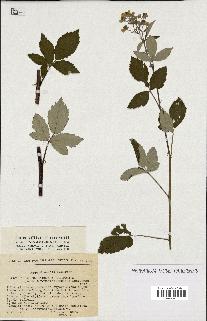 spécimen de Rubus tomentosus x ulmifolius