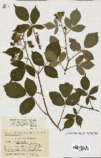 spécimen de Rubus radula