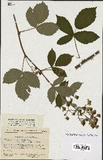 spécimen de Rubus thyrsoideus