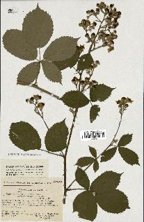 spécimen de Rubus thyrsoideus