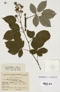 spécimen de Rubus thyrsoideus