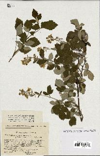 spécimen de Rubus tomentosus