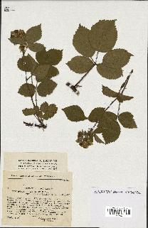 spécimen de Rubus pyramidalis