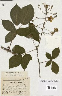 spécimen de Rubus rhombifolius