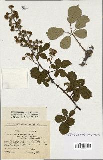 spécimen de Rubus ulmifolius