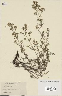 spécimen de Galium boreale