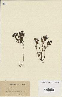 spécimen de Theligonum cynocrambe