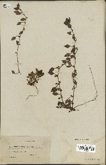 spécimen de Theligonum cynocrambe